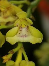 Image result for Eulophia longisepala