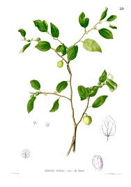 Li jujube is the one to pick if you only have room for one jujube. Jujube Wikipedia