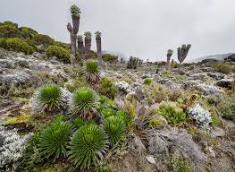 Image result for Deinbollia kilimandscharica