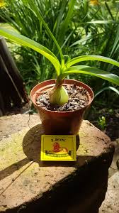 Within time, the main bulb sprouts a few sturdy leaves that grow to about 2' feet tall under bare bone growing conditions. Pregnant Fairy Pregnant Onion Albuca Bracteata Succulent Shop Nursery South Africa Buy Succulents Online