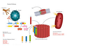 Image result for Complement Pathway