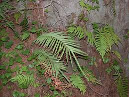 Image result for Pteris