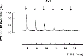 Neuroendocrine Communication In The Frog Adrenal Gland