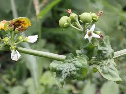 Image result for Solanum scabrum
