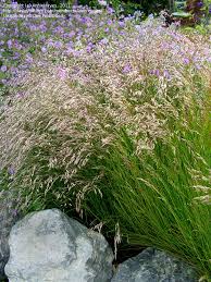 Image result for Avenella