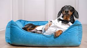 Check spelling or type a new query. 12 Best Dog Beds For Dachshunds 2021 Top Brands Reviewed