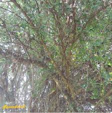 Image result for Dalbergia melanoxylon