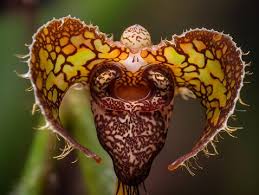 Dracula Simia" Images – Browse 23 Stock ...