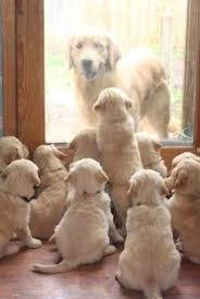 We did not find results for: Beautiful Golden Retrievers In Parsons Kansas Photo The Brenn Family Cute Dogs Cute Animals Puppies