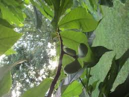 The texture is similar to a custard. My Pawpaw Isn T Bearing Fruit Reasons For No Fruit On A Pawpaw Tree