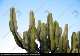The average cactus communications monthly salary ranges from approximately $2,928 per month for editor to $4,000 per month for freelance editor. Tropical Cactus Garden Canarian Royalty Free Image 2650422 Panthermedia Stock Agency