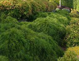 Acacia cousin itt sell sheet. Acacia Cousin Itt Star Roses And Plants