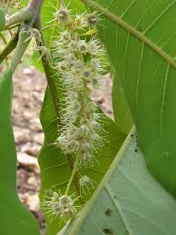 Image result for Terminalia macroptera
