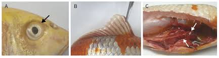 Better than the fish going to the landfill i suppose. Pathogens Free Full Text Carp Edema Virus And Cyprinid Herpesvirus 3 Coinfection Is Associated With Mass Mortality Of Koi Cyprinus Carpio Haematopterus In The Republic Of Korea Html