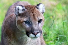 Native to the americas, its range spans from the canadian yukon to the southern andes in south america and is the most widespread. Dealing With Wildlife Part 1 Cougars Explorersweb