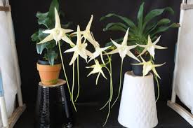 Image result for Angraecum chamaeanthus
