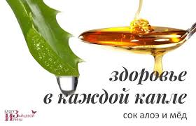 как сделать лекарство из алоэ и меда для желудка Aloe S Medom Naturalnoe Lekarstvo Dlya Zdorovya I Krasoty Blog Iriny Zajcevoj Aloe Zdorove Med