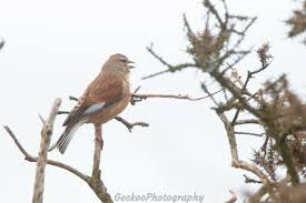 Image result for Lijndenia sp. cf barteri