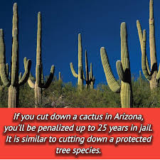 Is that cactus a bastion of potable water, or will you regret your efforts to get past its perilous spines? Science Knowledge Tech Education 12 Photos Facebook