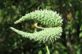 Image result for Pergularia daemia