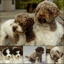 Lagotto romagnolo puppies for sale in canada, page 1 (10 per page) puppyfinder.com is your source for finding an ideal lagotto romagnolo puppy for sale in canada. Duckett Lagotto Registered Ckc Dcklagotto Kennels Is Canadas 1 Breeder Excellent Dna Tested Ofa Tested Vet Certified Lagotto Romagnolo Rare Breed Breeds