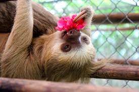 61 Things I Learned At The World S Most Important Sloth Sanctuary Sloth Cute Baby Animals Sloth Life