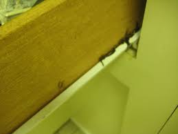 The deoxyribose sugar has hydrogen at second carbon while the ribose sugar has the hydroxyl group at the second carbon of the hexose ring. What S This Brown Crap The Exterminator Put In My Cabinet Pest Cemetery
