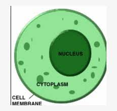 Cell division gives rise to genetically identical cells in which the total number of chromosomes is maintained. The Function Of Cytoplasm In A Plant Cell Is That It Cell Membrane Cytoplasm Nucleus Free Transparent Png Download Pngkey