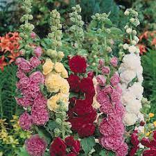 These stately towers of flowers bloom for a long time in summer in a wide variety of colors. Hollyhock Seeds 26 Hollyhocks Perennial Flower Seeds
