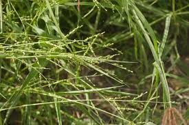 Image result for Urochloa comata