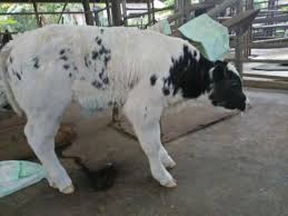 (150 kg keatas) 4.harga kerbau ibu : Lagi Pedet Belgian Blue Lahir Di Balai Penelitian Ternak