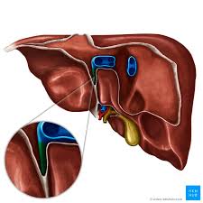 Teres hepatis, hangi ligament içinde. Liver Ligaments And Liver Anatomy Kenhub