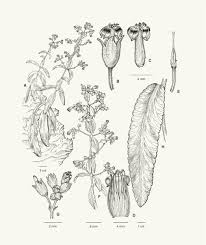 Image result for Kalanchoe latisepala