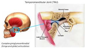Tissue Biomechanics Laboratory