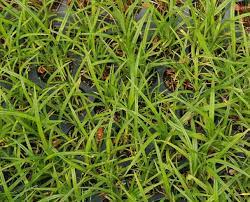 Slough Sedge Carex Obnupta Pacific Northwest Native Perennial Perennials Edible Plants Pacific Northwest