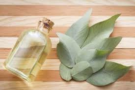 Sedangkan minyak eucalyptus, bisa digunakan untuk berbagai macam atau multifungsi. Amankah Minyak Kayu Putih Untuk Bayi Ketahui Aturan Pakainya Yuk