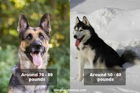 The Essential Guide To The Gerberian Shepsky German Shepherd X Husky Mix Shepherd Sense