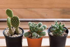 While you might flinch just considering cutting your skin (or someone else's), remember that the upper layer of. Cactus Adaptations How Are Cacti Adapted To The Desert Smart Garden Guide