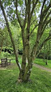 Image result for Maytenus peduncularis