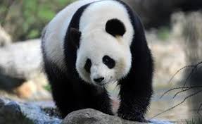 Epingle Sur Ours Bears