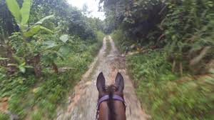 If you love horse riding, you'll love bukit tinggi resort with 16 000 acres of hills, valley, rainforests and open country, cool refreshing highland climate and spectacular scenery, this beautiful resort offers horse riding experiences you cannot resist! Seremban Equestrian Center Horse Riding Malaysia Youtube