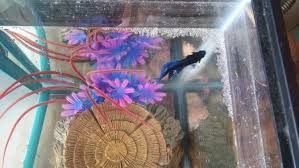 How To Make Infusoria How To Make Aquaponics Fish Pet