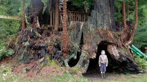 We are prominent suppliers of all kinds of evergreen trees and plants and provide trees, topiary, shrubs, hedging and several other plant varieties to homes as well as commercial areas. Cloning Takes California S Ancient Redwood Trees Abroad