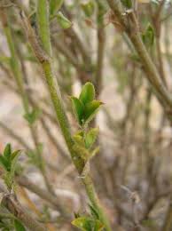 Image result for Stylosanthes fruticosa