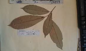 Image result for Manilkara obovata