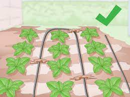 Maybe you would like to learn more about one of these? 3 Ways To Keep Soil Moist Wikihow