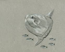Items Similar To Ocean Sunfish Mola Mola On Etsy Fish Art Mola Ocean Art