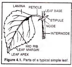 Structure Of A Typical Leaf With Diagram