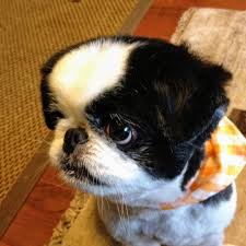 9歳の時の虎太郎可愛く撮れたお気に入りの一枚 I Love Japanes Chin With Short Hair In 2020 Japanese Chin Short Hair Styles Animals
