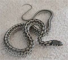Check spelling or type a new query. Checkered Garter Snake Wikipedia